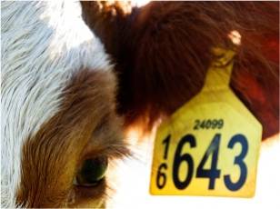Identificare oficiala animale