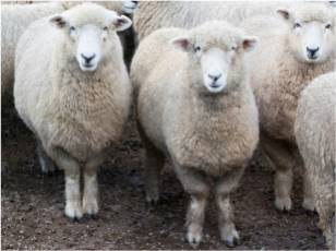 Ovine & Caprine