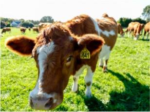 Articole Bovine